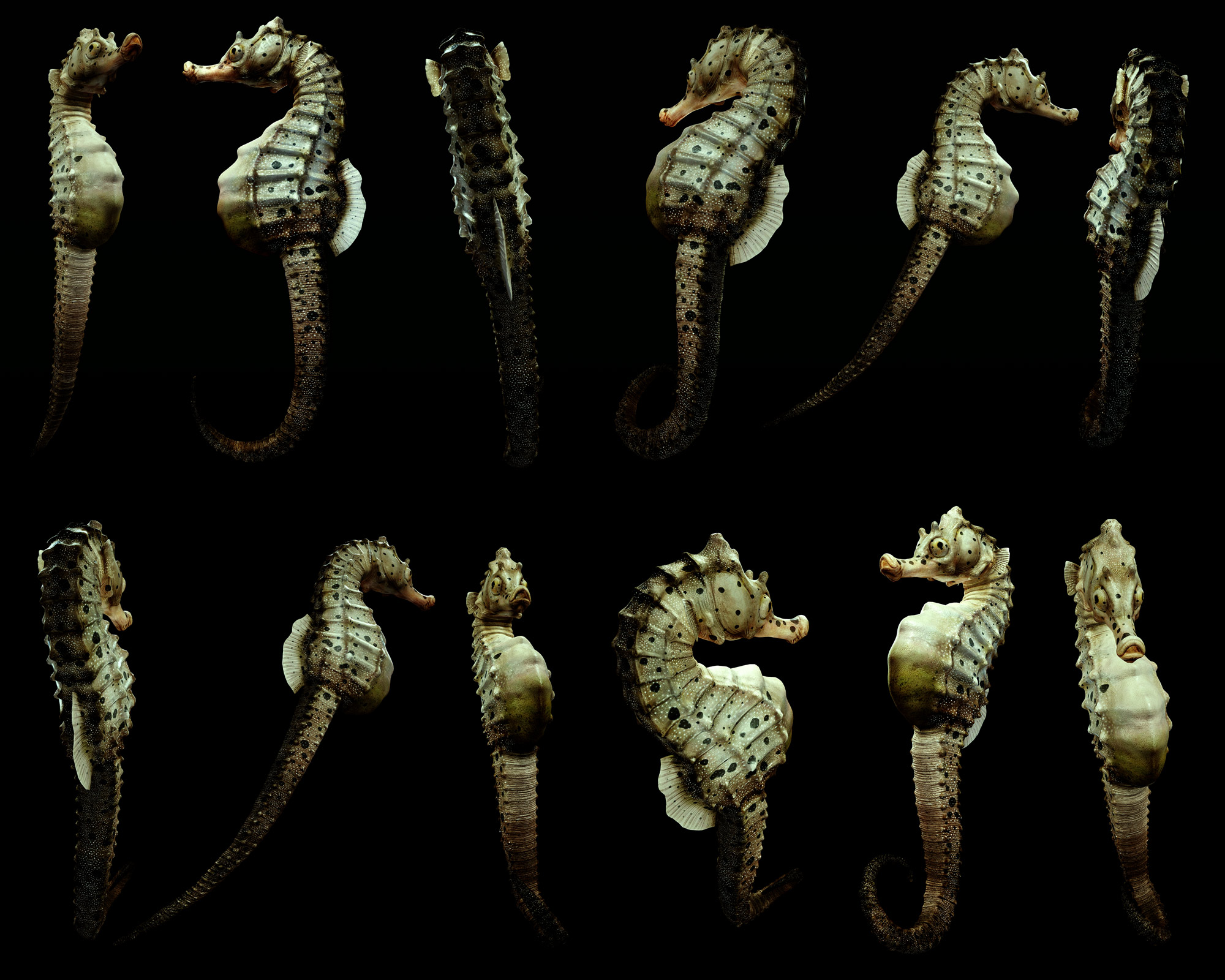 [Rander]-Big-velly-Sea-horse.jpg