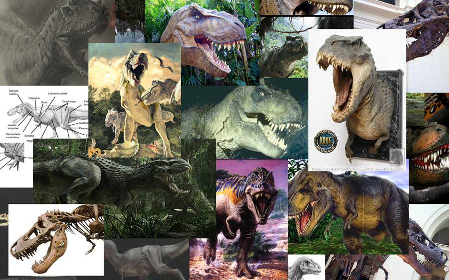 Reference photos.jpg