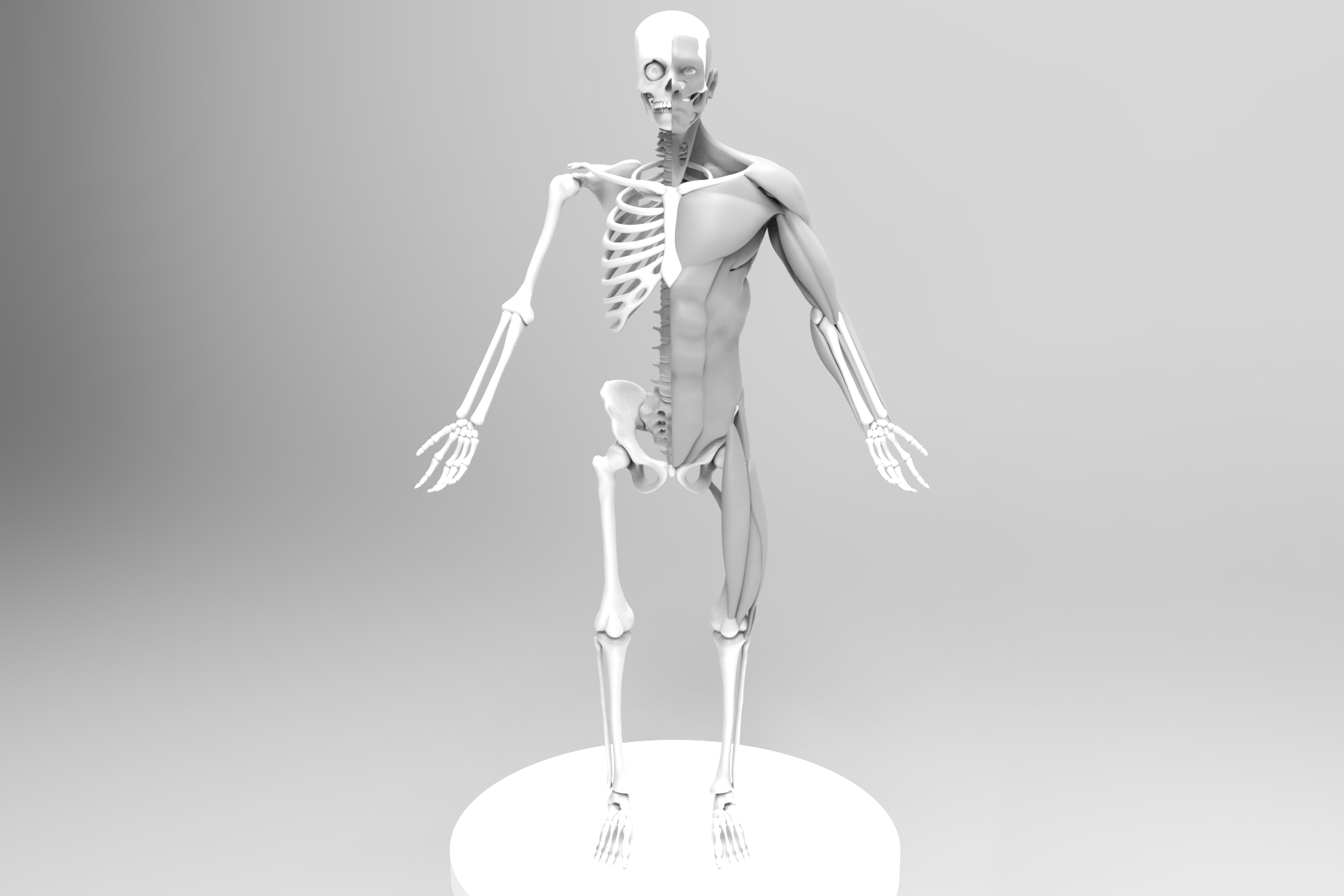 Anatomy Guff - ZBrushCentral