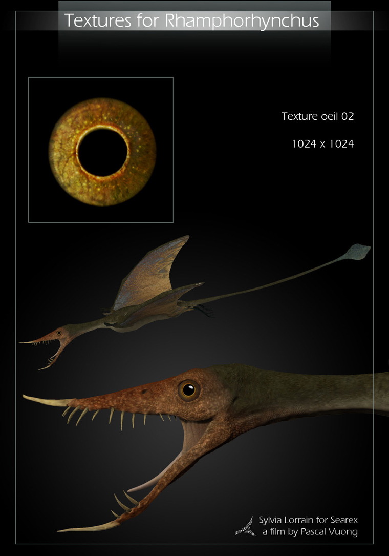 Rhamphorhynchus06.jpg
