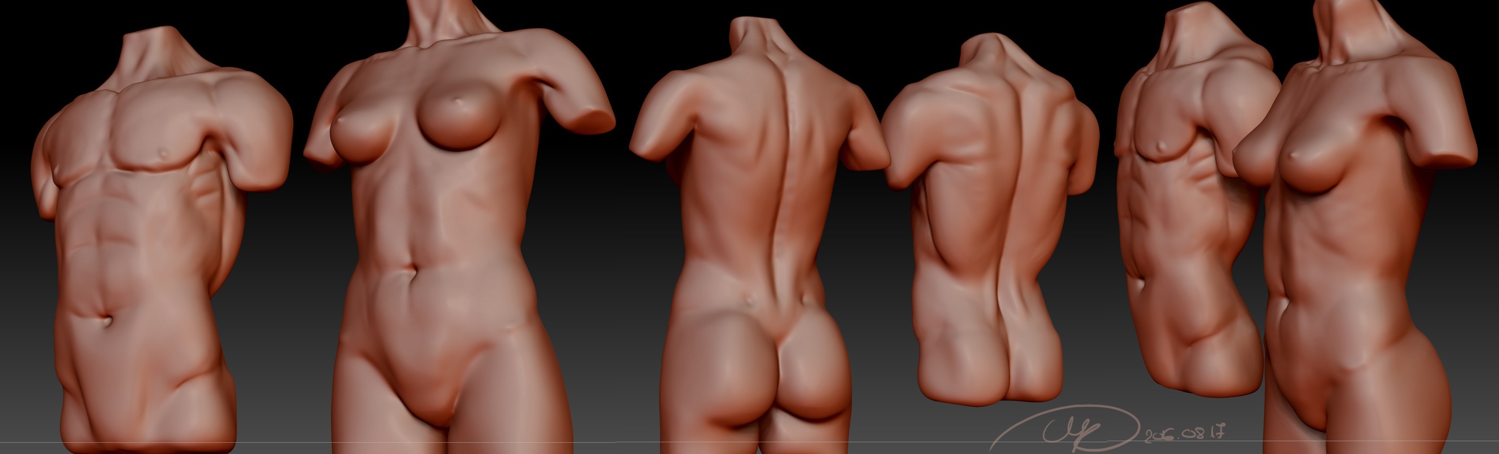 anatomytorsofemalemanjpeg.jpg
