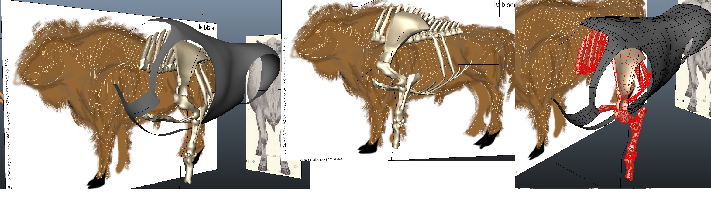 tauros progression2.jpg