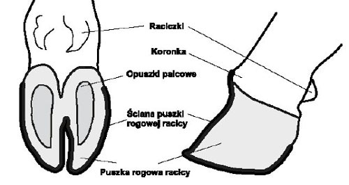 racice_view.jpg