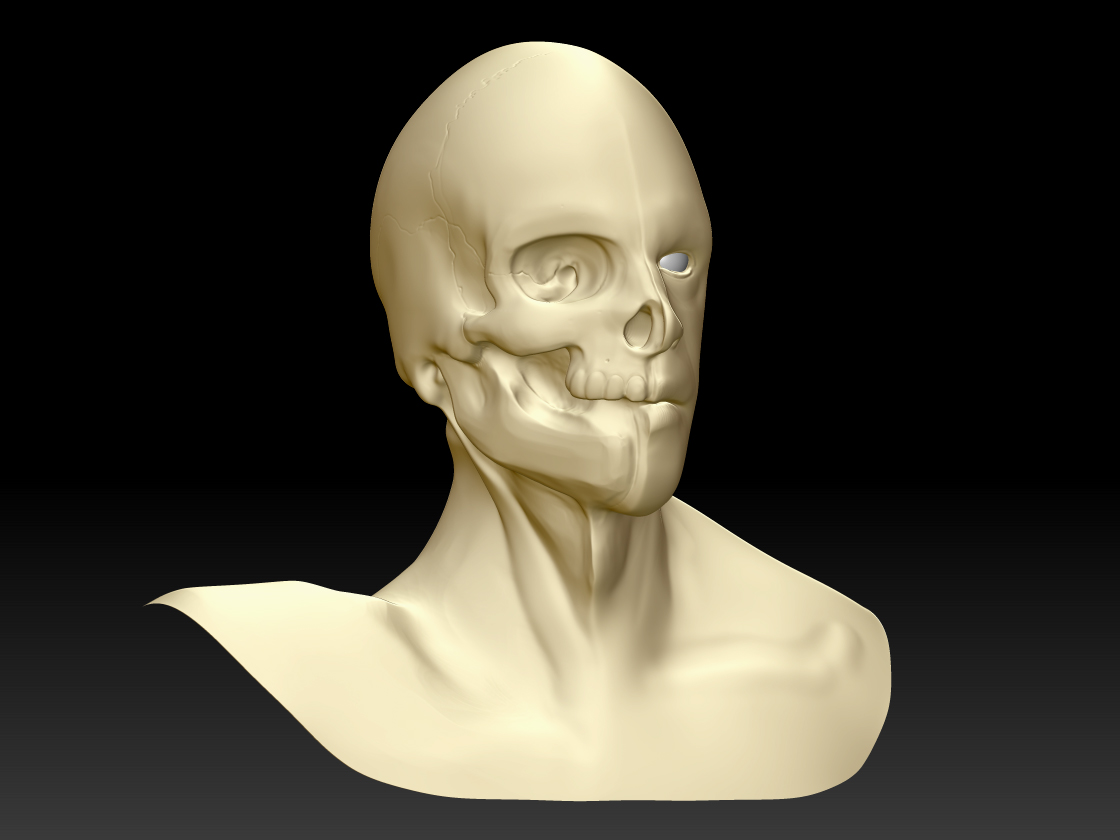 male_bust_quarter.jpg