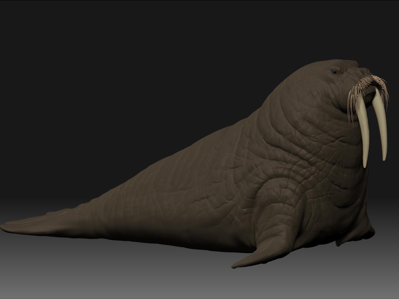 walrus_test.jpg