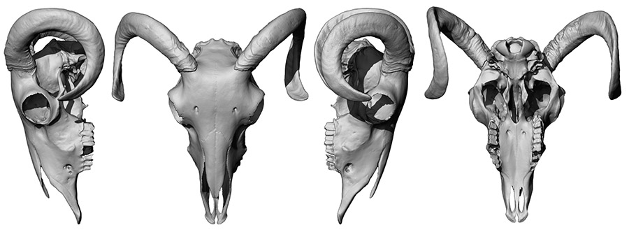 Skull Pub_02.jpg