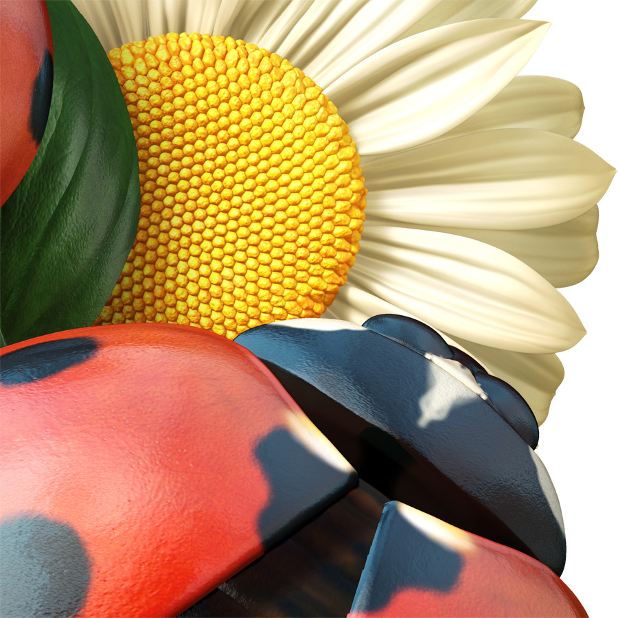LadybugCloseup.jpg