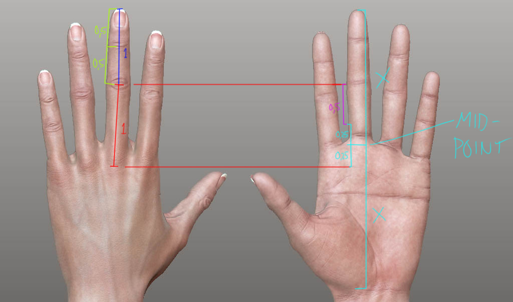 hand_zbrushViewport_fingerProportions.jpg