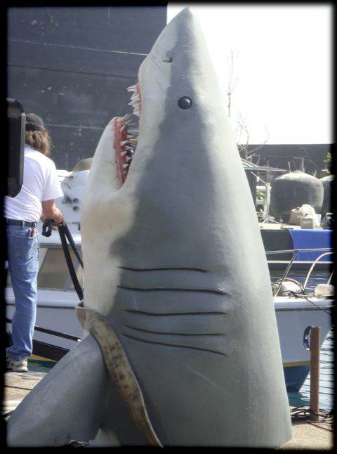 shark004.jpg