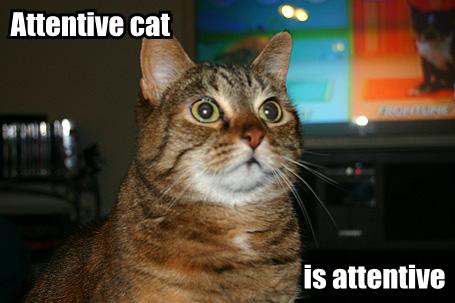 attentive-cat-is-attentive.jpg