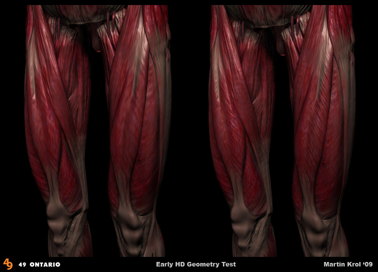 HD_Muscles_01.jpg
