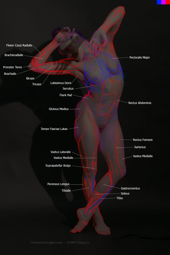 SurfaceAnatomy01_Composite_01.jpg