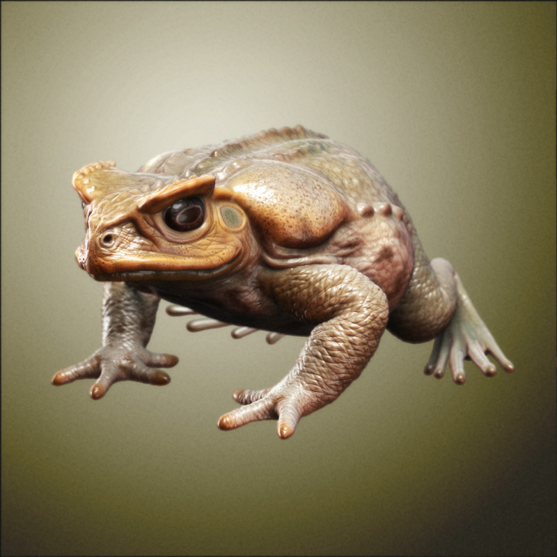 Frog.jpg
