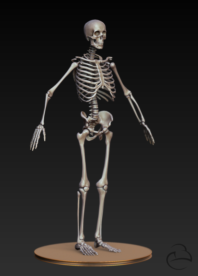 Skeleton_Human_front.jpg