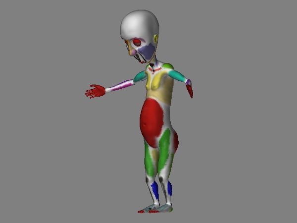 anatomie.jpg