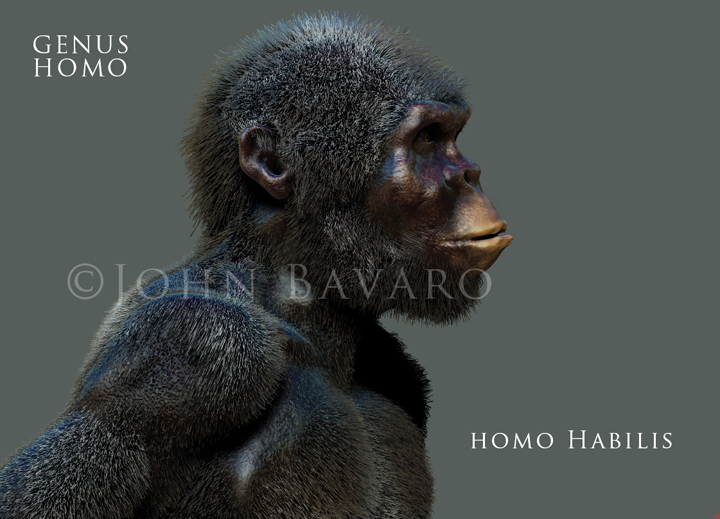 HOMO HABILIS TEXT.jpg