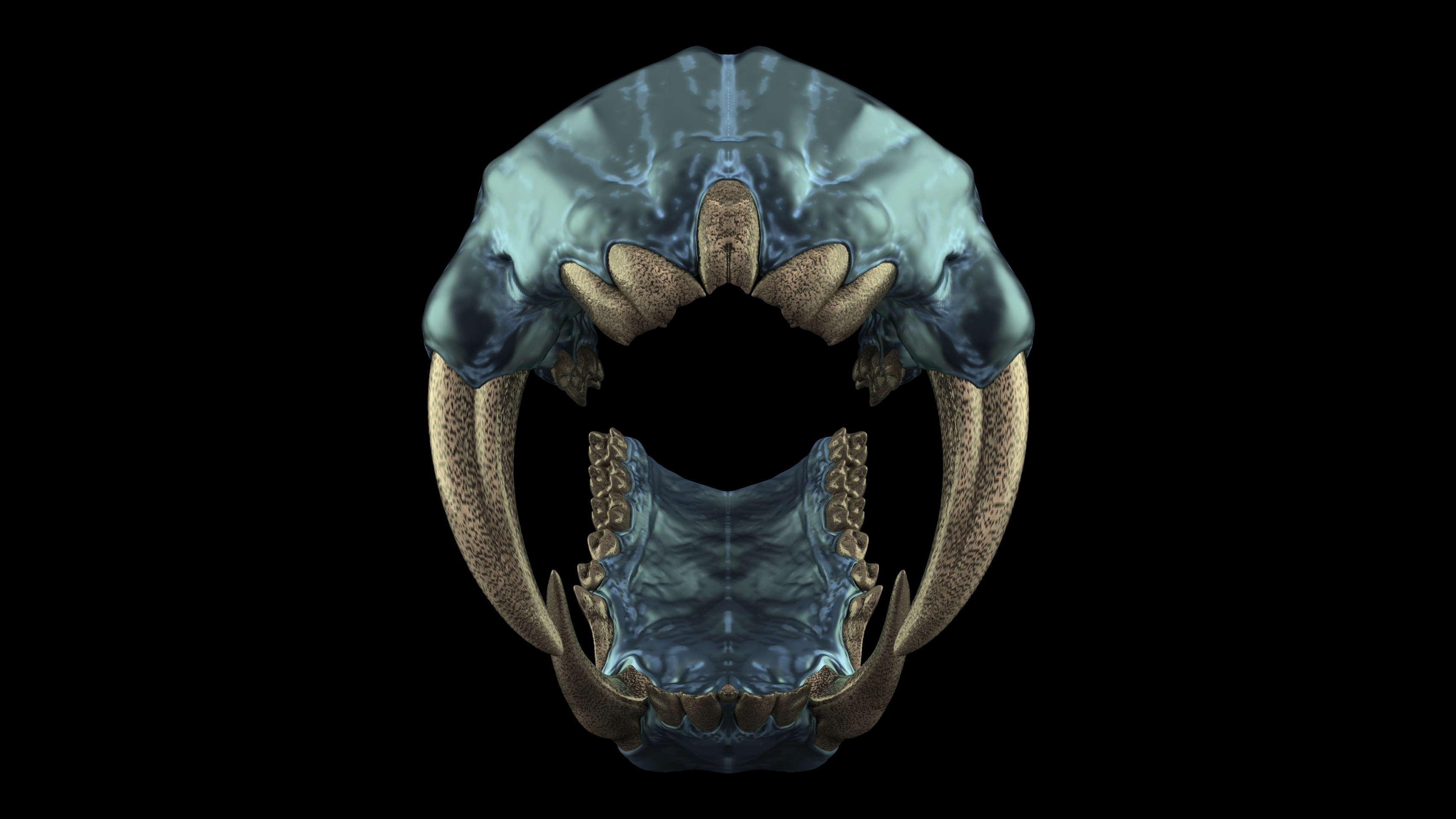 Teeth_Kits_Master_Views_Mandrill_10.jpg
