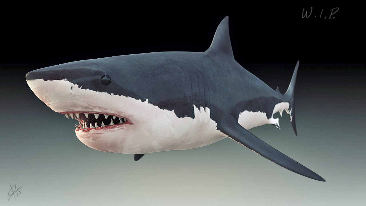 whiteshark_shaded_persp.jpg