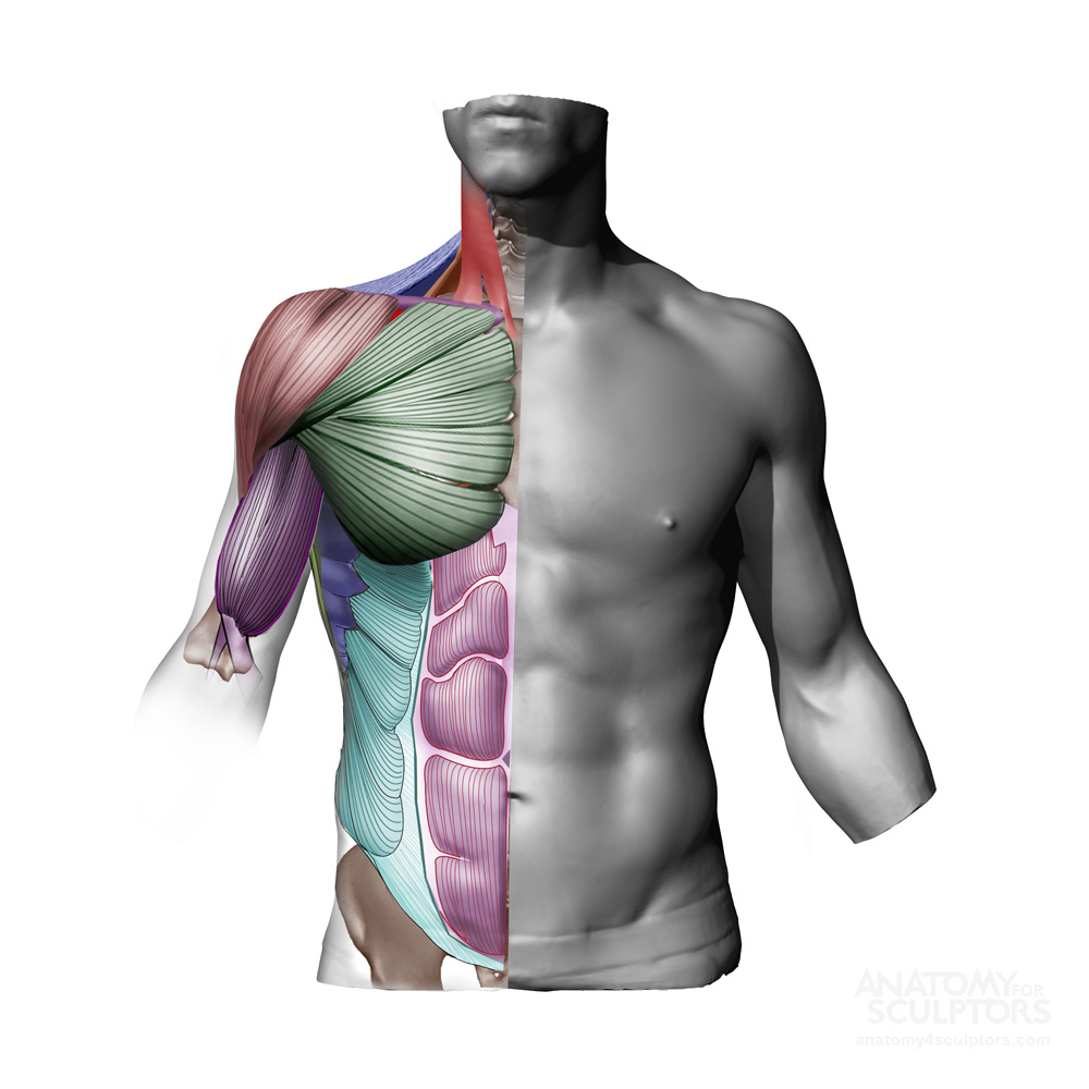 xlarge-Torso-Anatomy-features-1.jpg.jpg