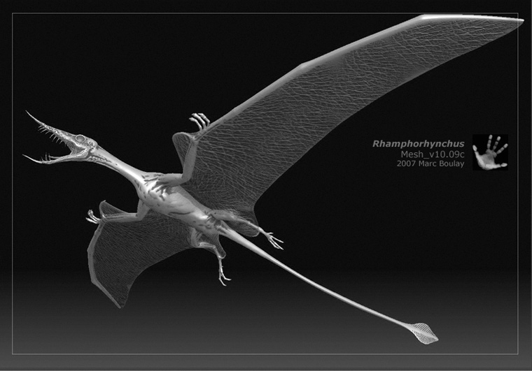 Rhamphorhynchus08.jpg