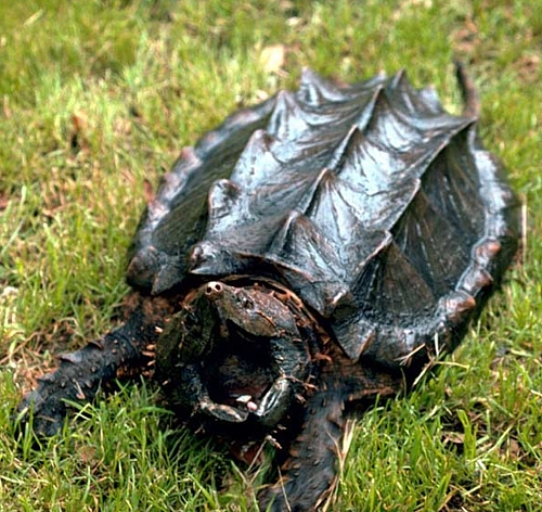 alligator-snapping-turtle.jpg