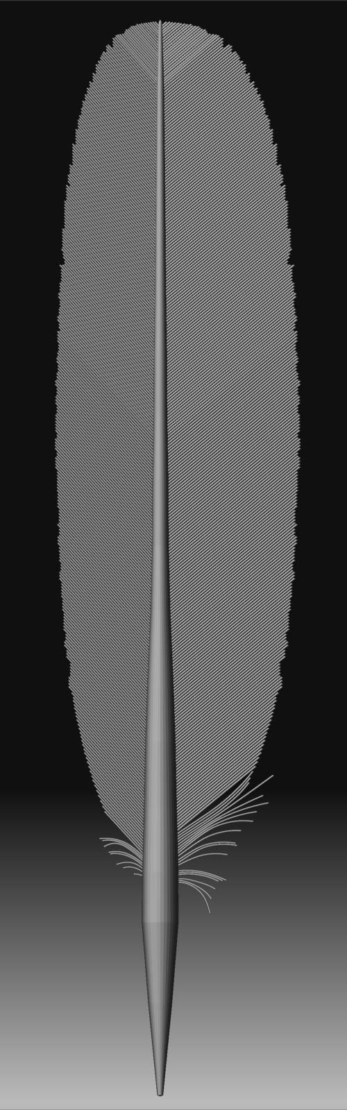 feather 3.jpg
