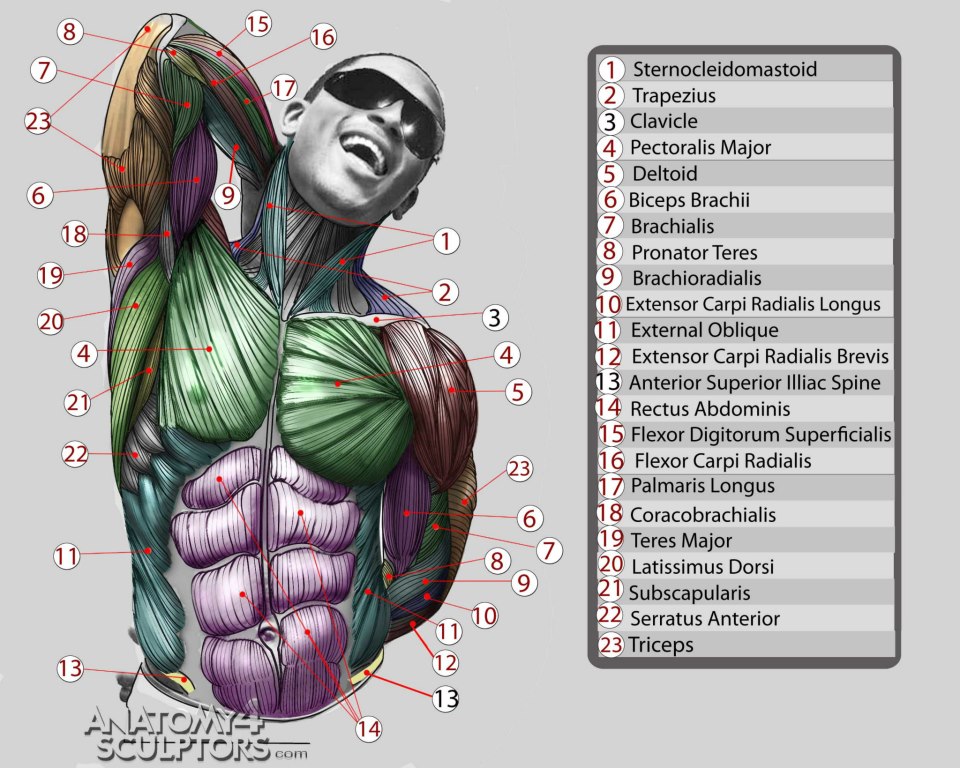Anatomy+for+Sculptors+10.jpg
