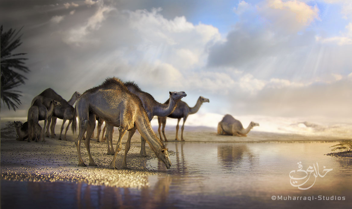 camel3.jpg