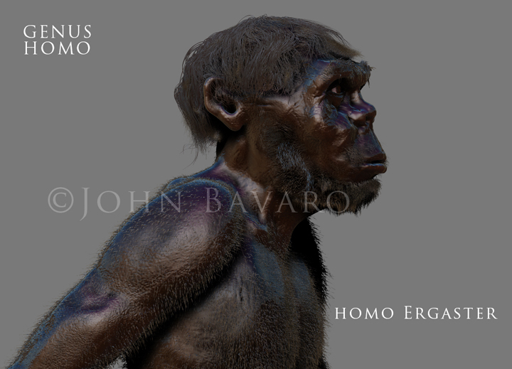 Homo ergaster TEXT.jpg