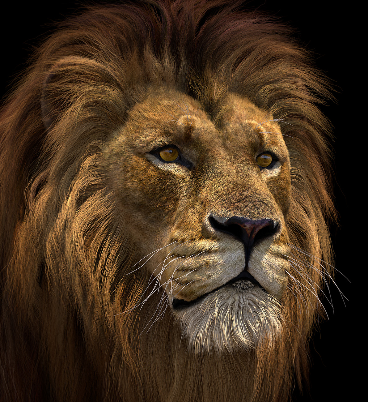 Barbari-Lion_Beauty