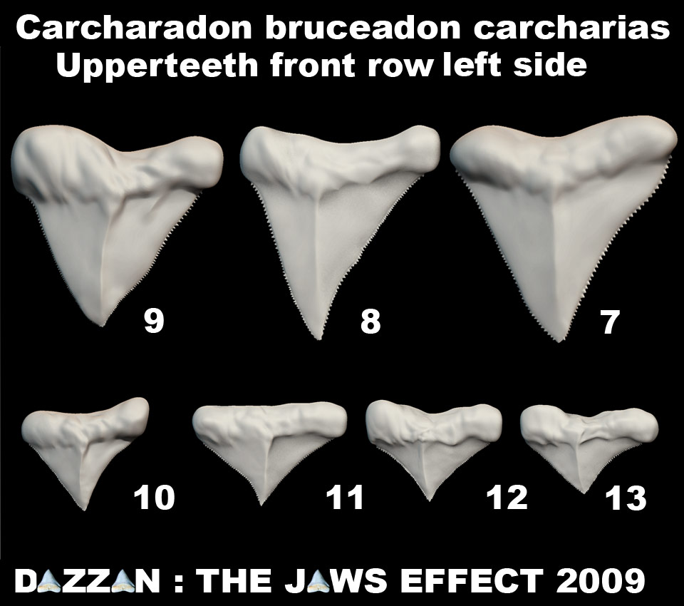BRUCEUPPERJAWTEETHSET4.jpg