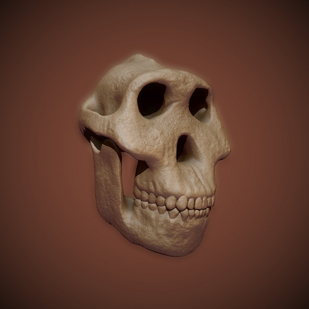 Paranthropus LARGE2 DARK skull