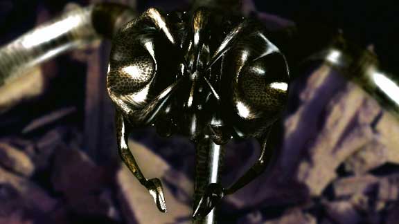 spider3.jpg