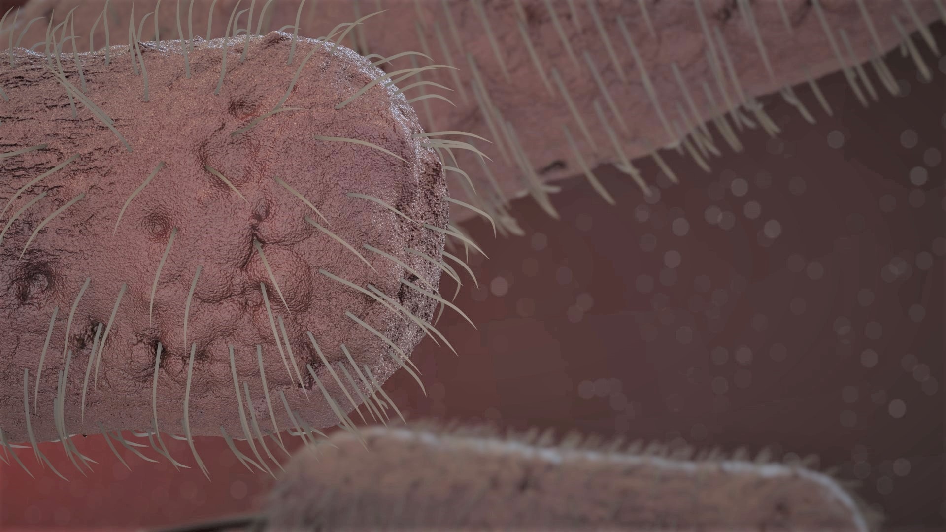 Closeup.jpg