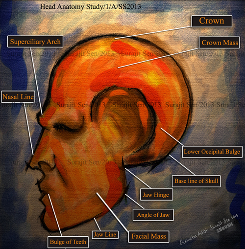 Head Anatomy Study-by me_1_L1.jpg