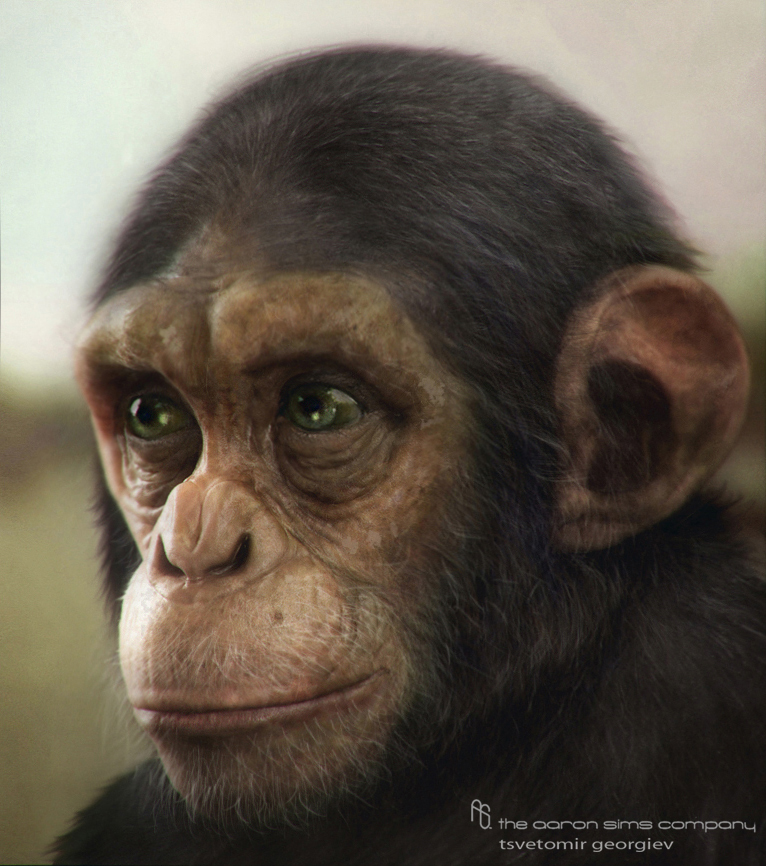 chimp-(2).jpg