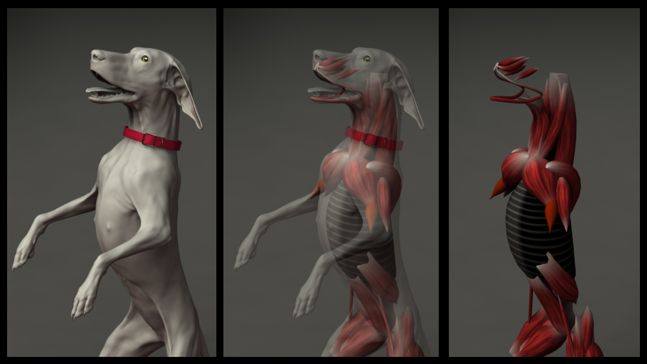 dogMusc2.jpg