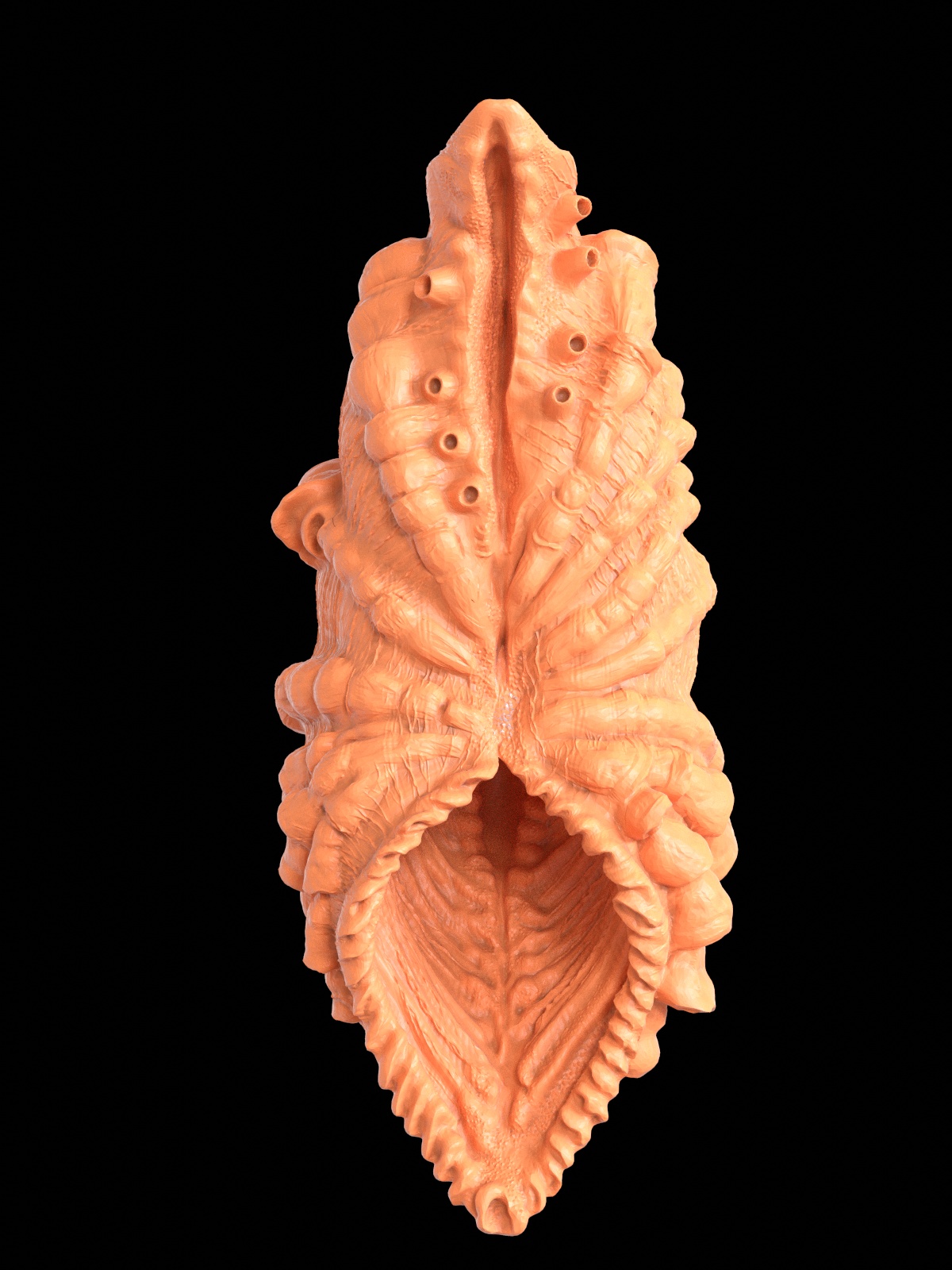 shell2.jpg
