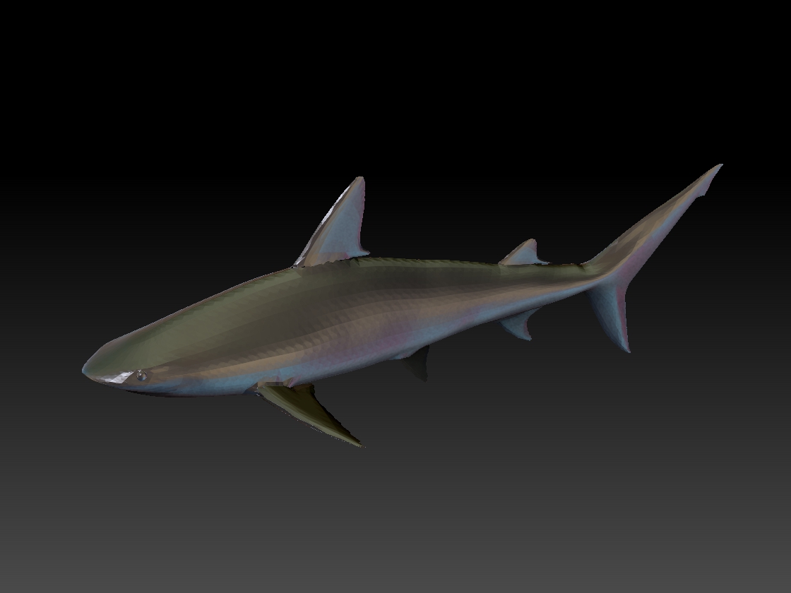 Shark1.jpg