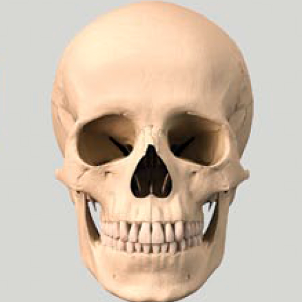 Ref_Skull_Front.jpg