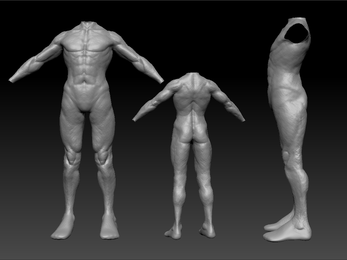 torso.jpg
