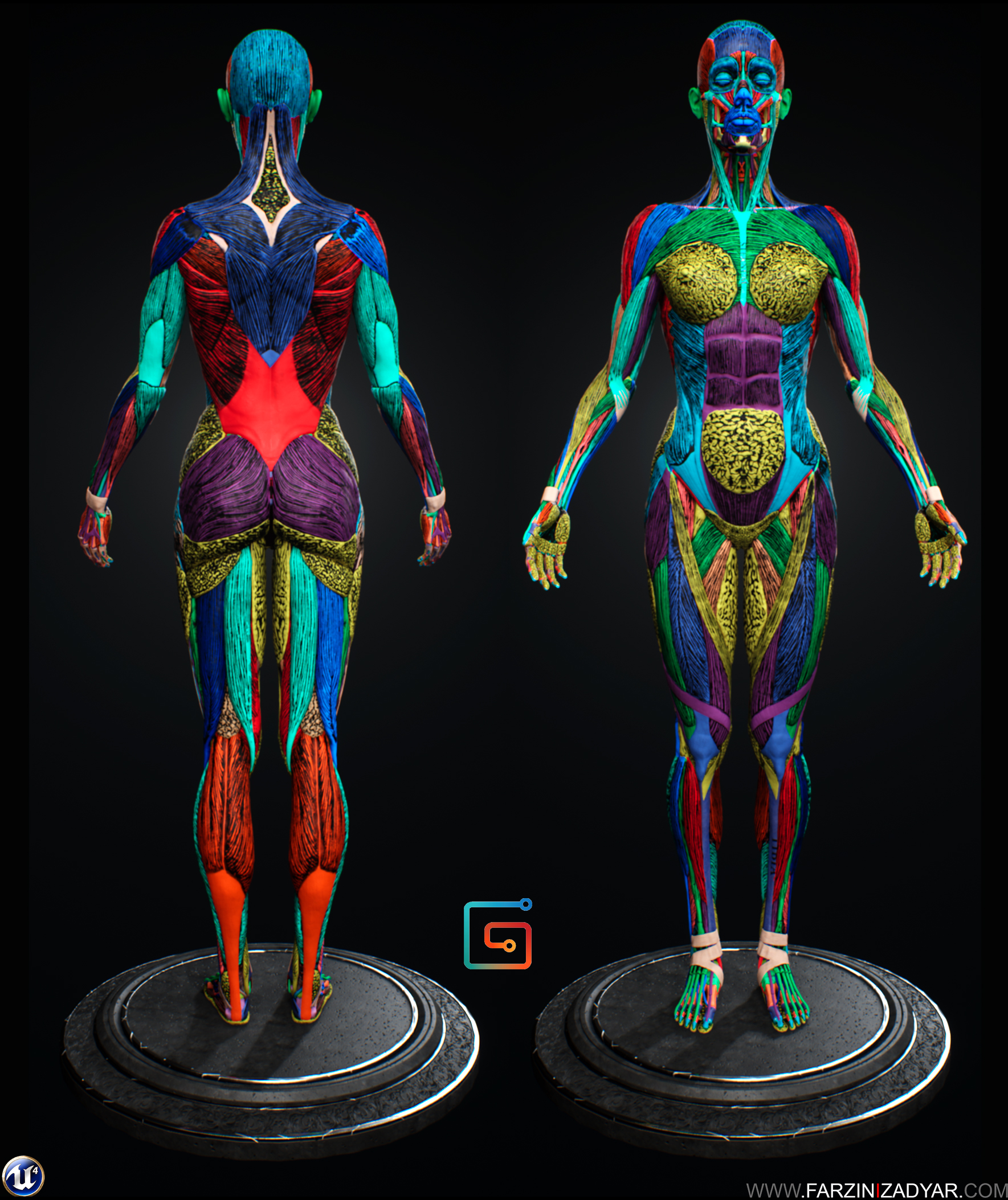 Female Anatomy Kit Final - ZBrushCentral