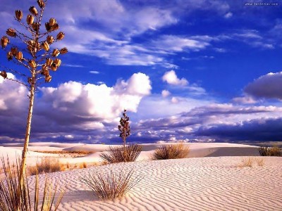 desert image 1.JPG