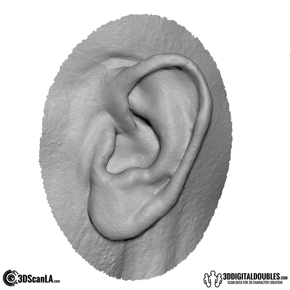 free-3d-anatomical-scan_ear_img001.jpg