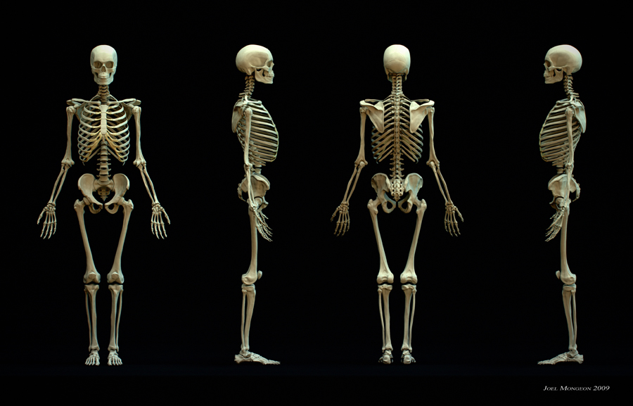 SkeletonLineUpSmall.jpg