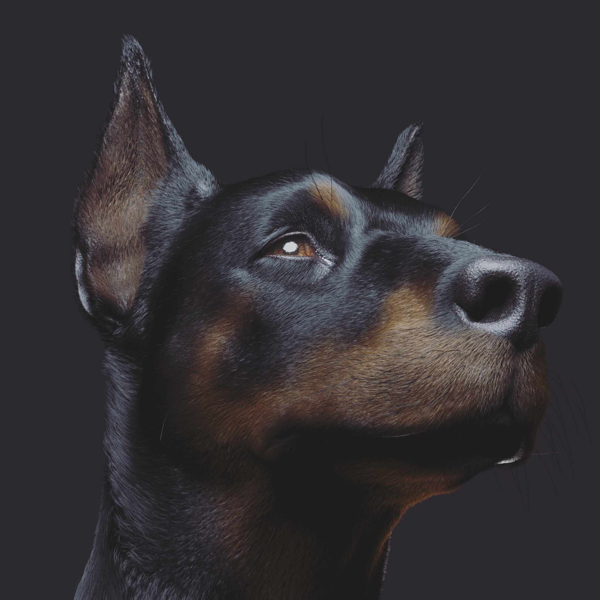 Dobermann - ZBrushCentral