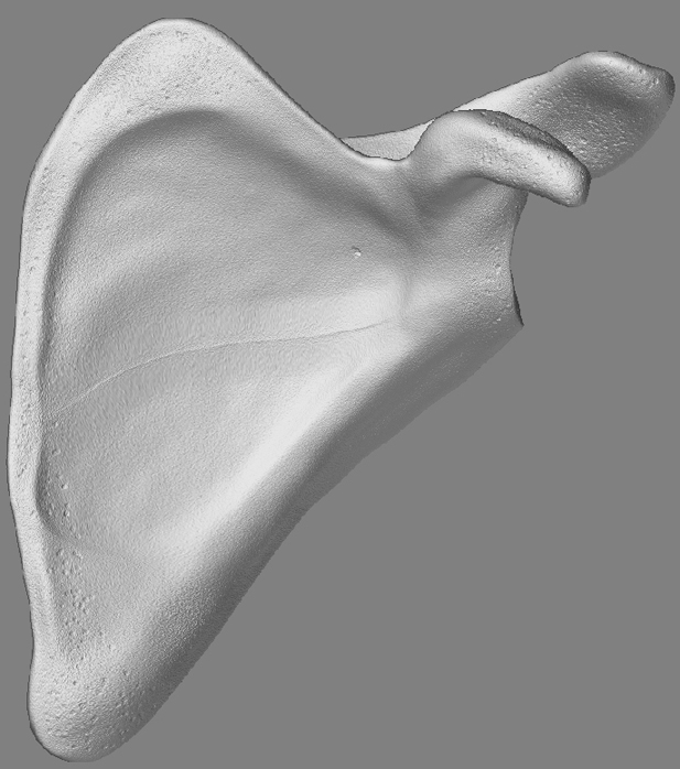 ScapulaBackSmoothedSM_01.jpg