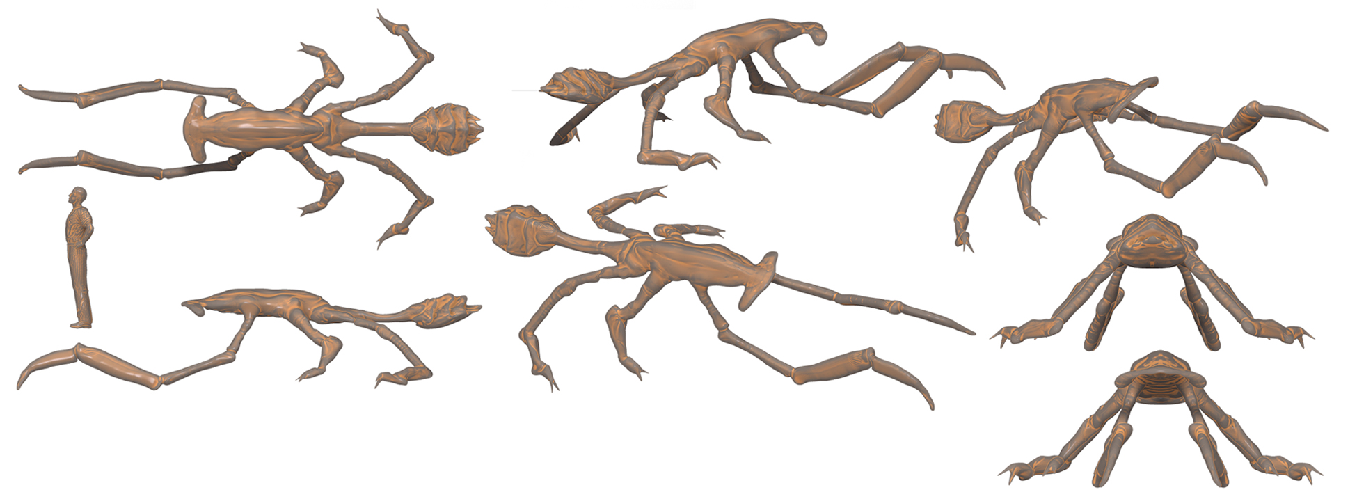 mantosphyrna s.jpg
