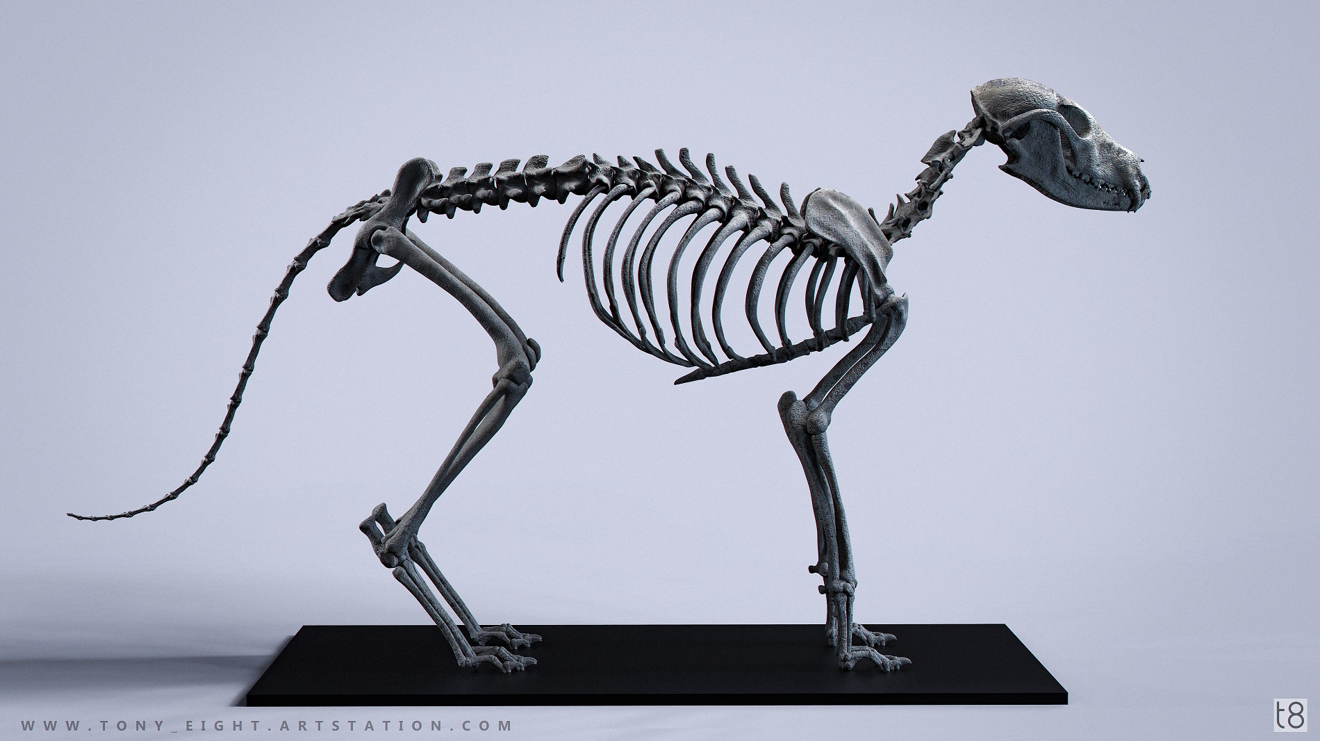 Fox_Skeleton_01_small.jpg