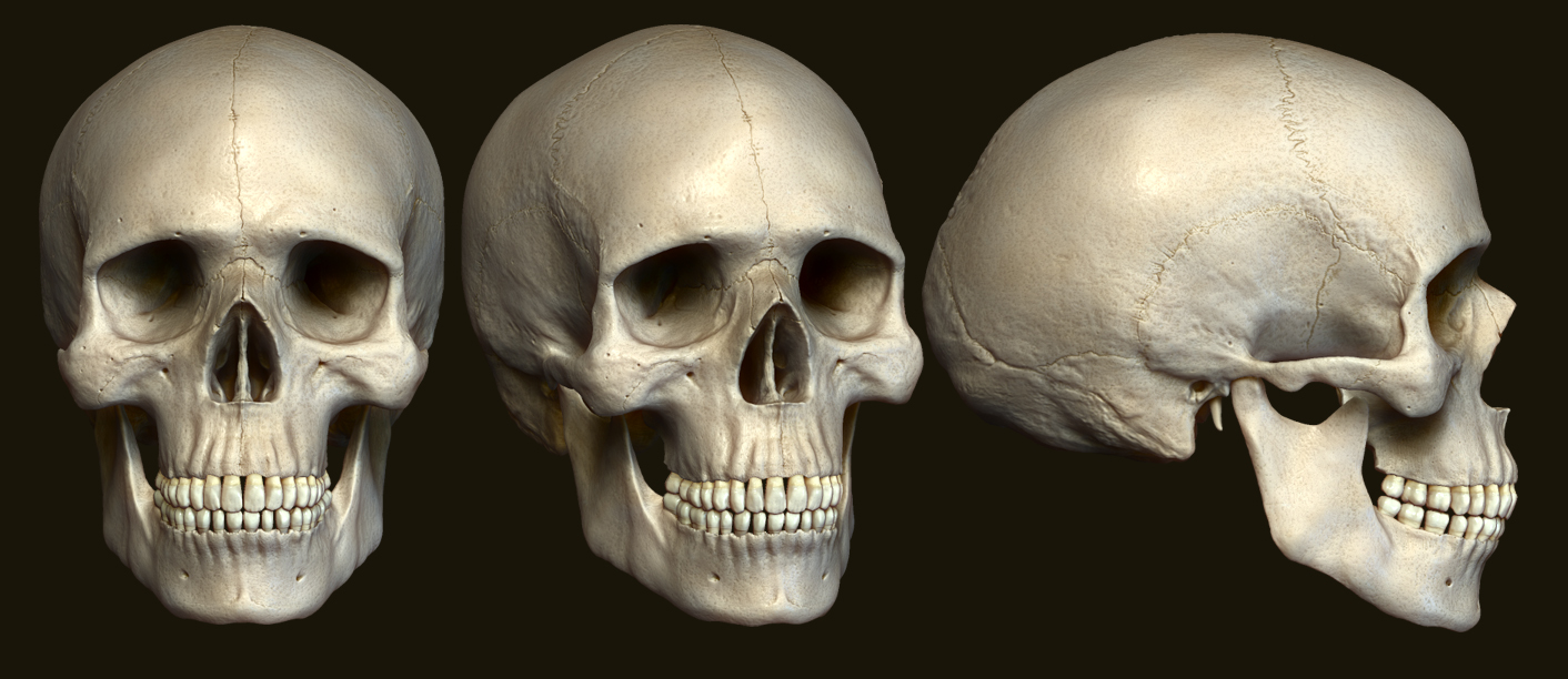 Skull_ogle.jpg